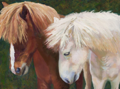The Boys - Adopted Icelandic Horses